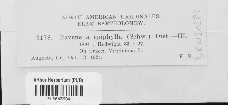Ravenelia epiphylla image