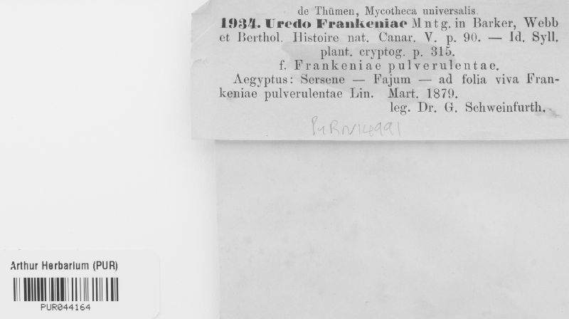 Uredo frankeniae image