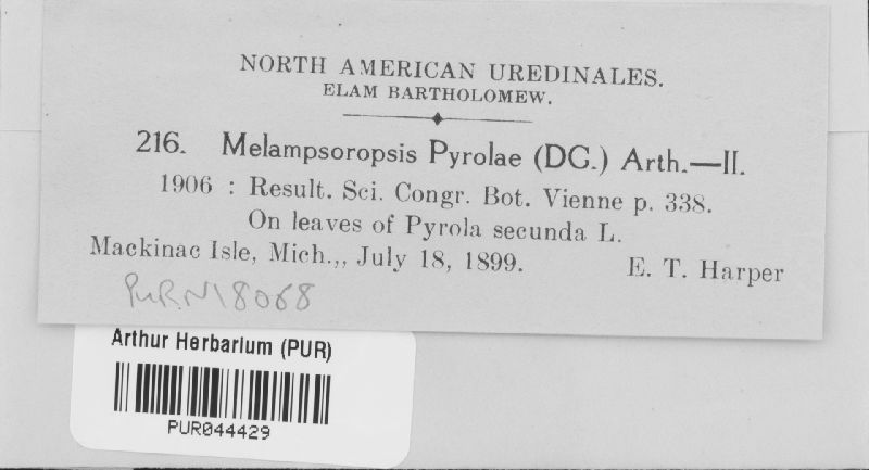 Chrysomyxa pyrolae image