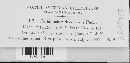 Peridermium decolorans image
