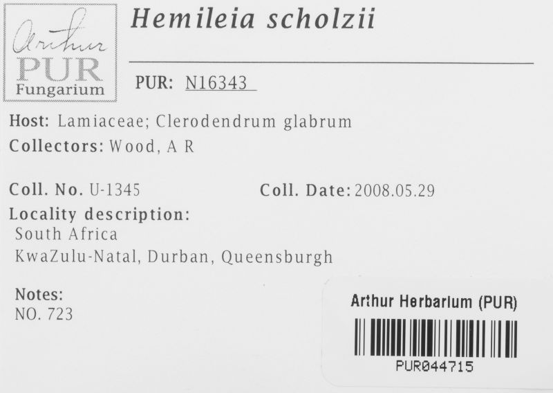 Hemileia scholzii image