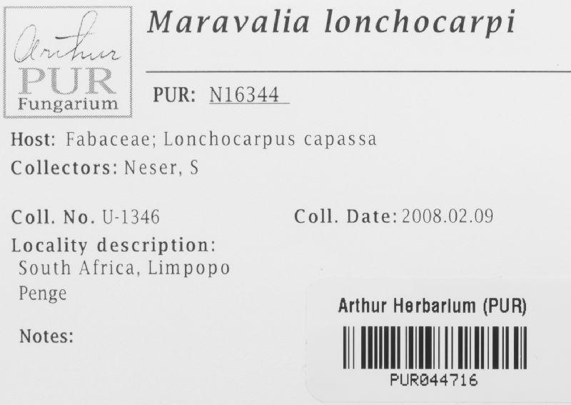 Maravalia lonchocarpi image