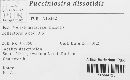 Pucciniosira dissotidis image