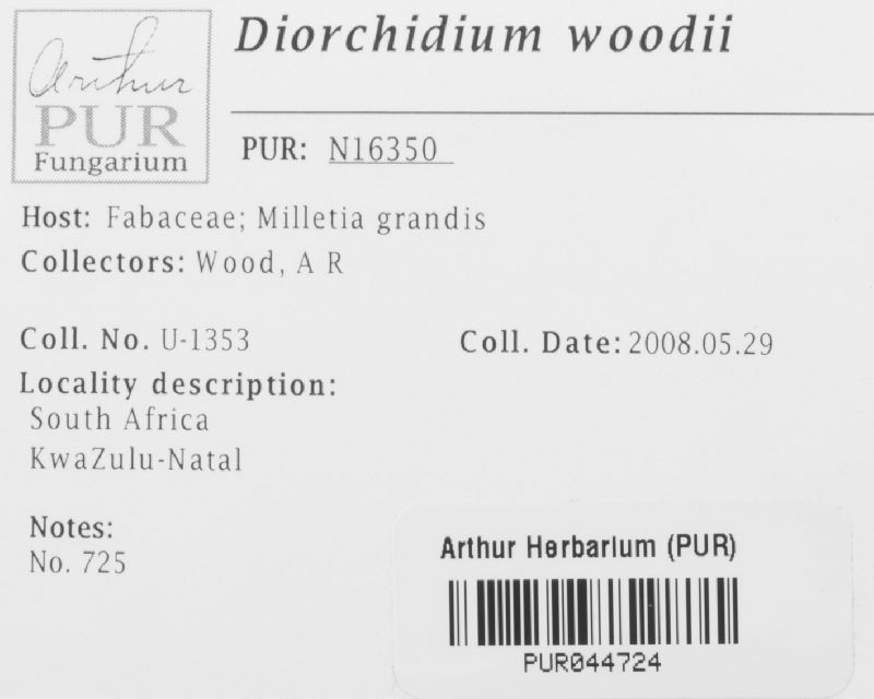 Diorchidium woodii image