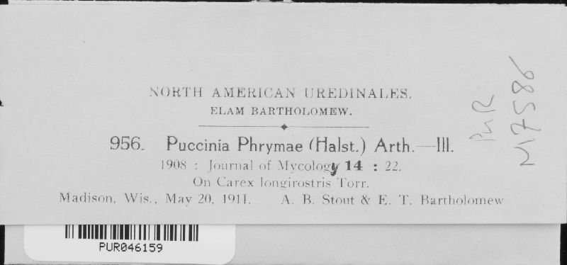 Puccinia phrymae image