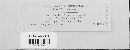 Puccinia cyperi image