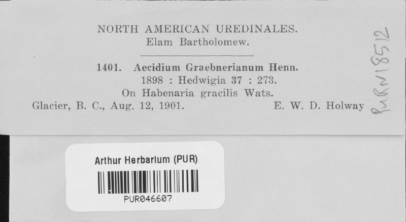 Aecidium graebnerianum image