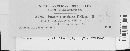 Puccinia recondita image