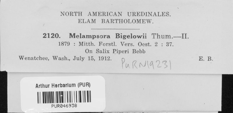 Melampsora bigelowii image