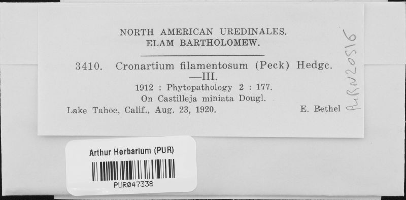 Cronartium filamentosum image