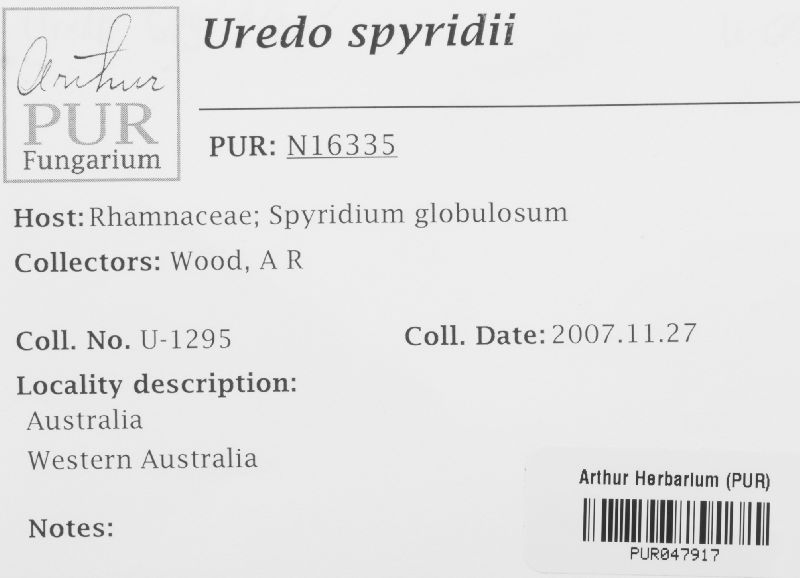 Uredo spyridii image