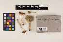 Amanita farinosa image