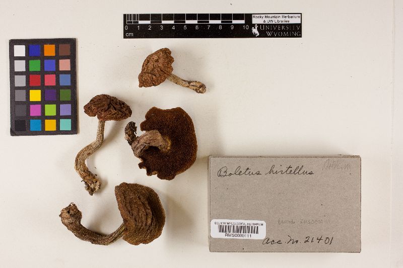 Boletus hirtellus image