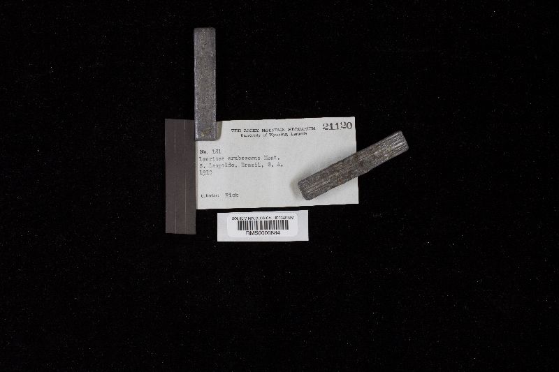 Stiptophyllum erubescens image