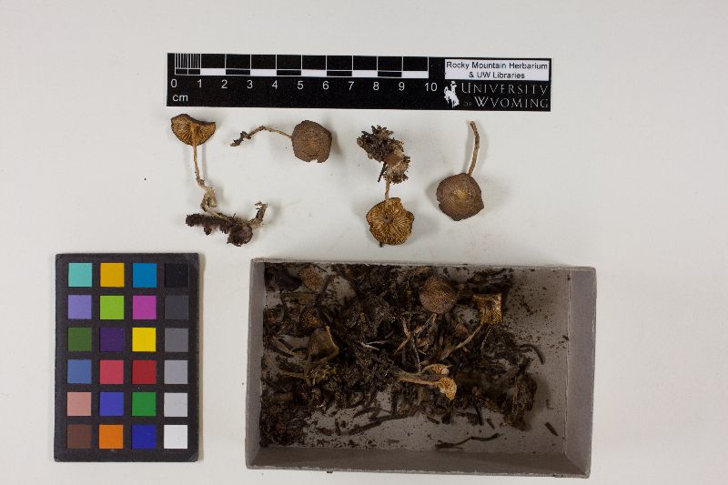 Mycena wyomingensis image