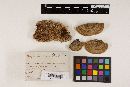 Trametes hirsuta image