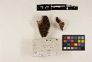 Ischnoderma benzoinum image