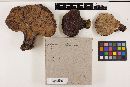 Ganoderma curtisii image