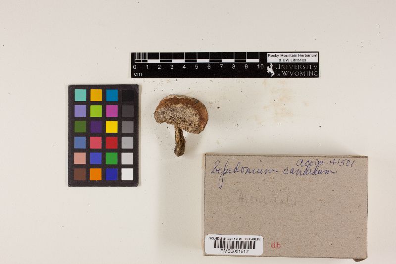 Sepedonium image