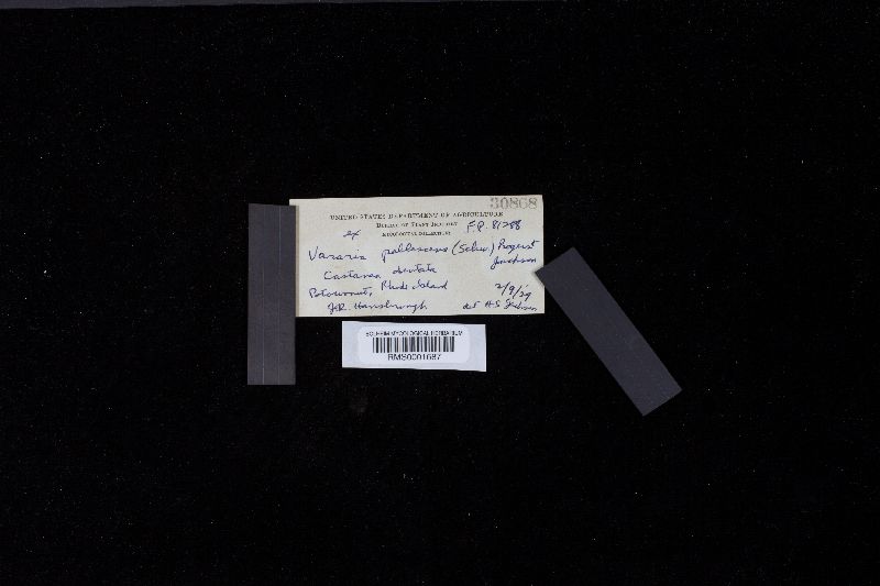 Dichostereum pallescens image