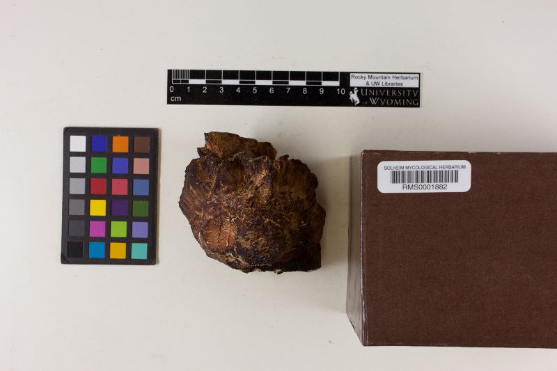 Amylocystis lapponica image