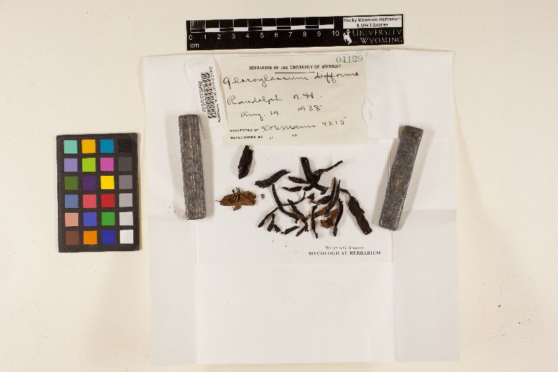 Gloeoglossum difforme image