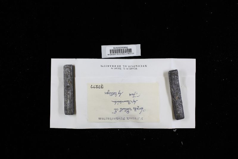 Lenzites palisoti image