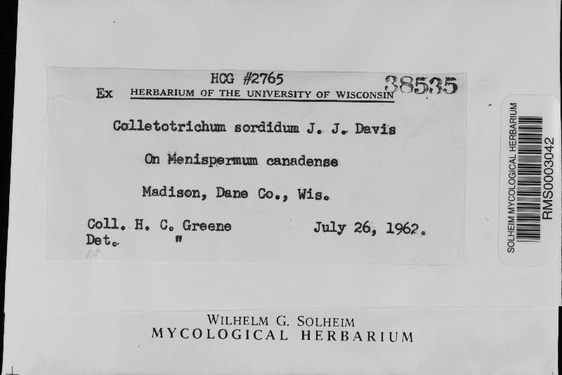 Colletotrichum sordidum image