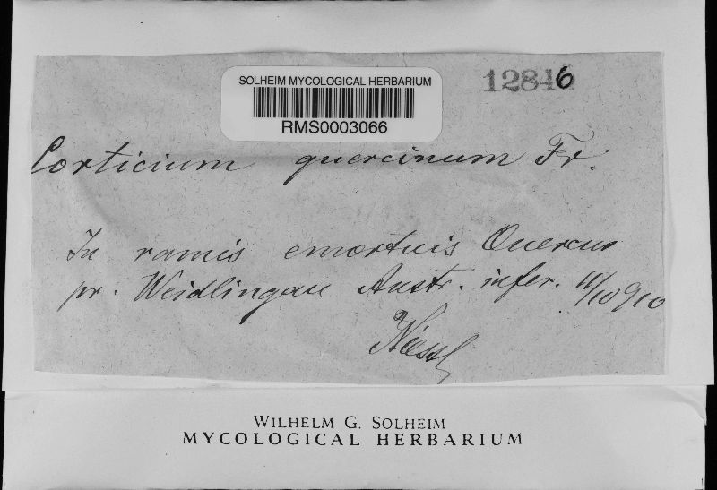 Corticium quercicola image