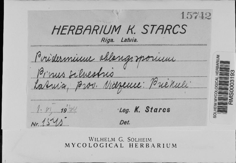 Peridermium oblongisporium image
