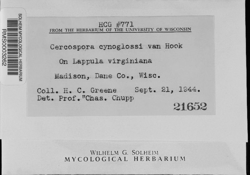 Cercospora cynoglossi image