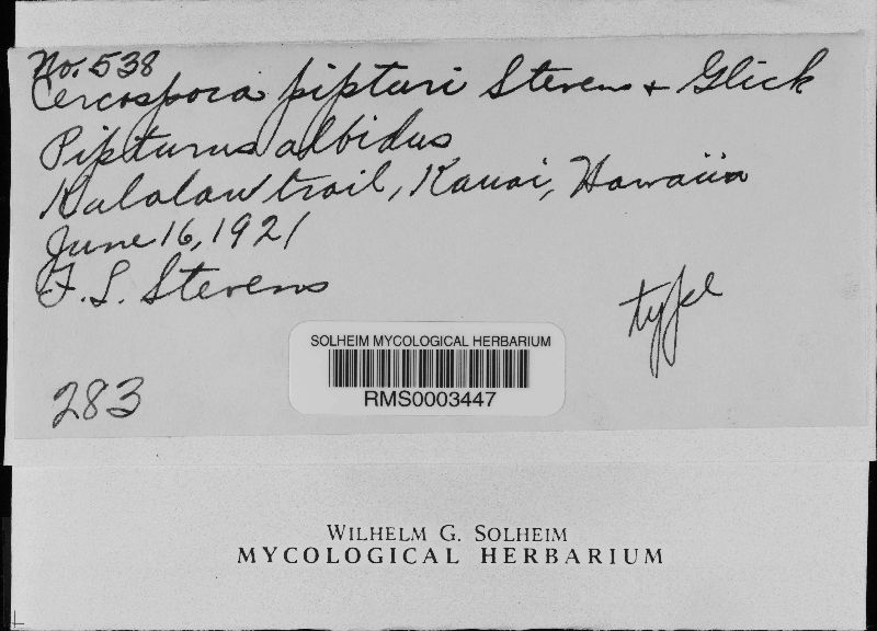 Cercospora pipturi image