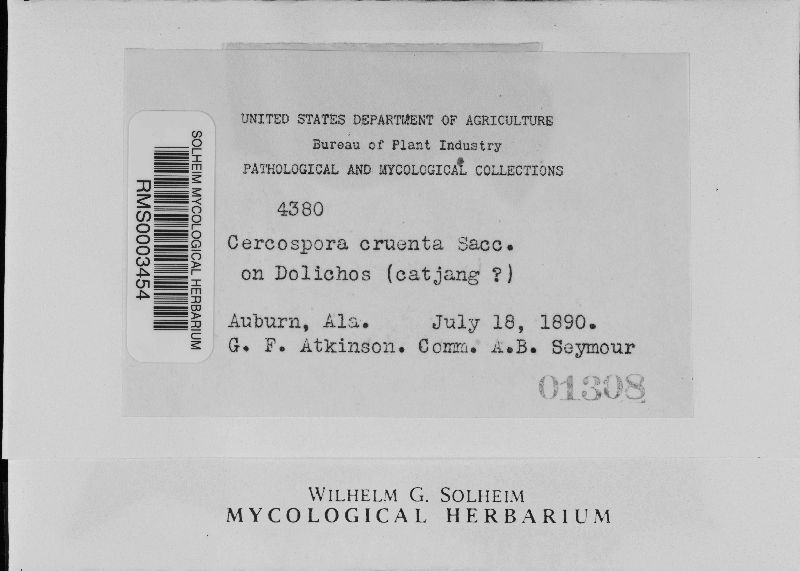 Mycosphaerella cruenta image