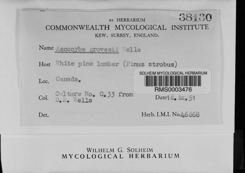 Cephaloascus fragrans image