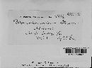 Image of Didymosporium concinnum