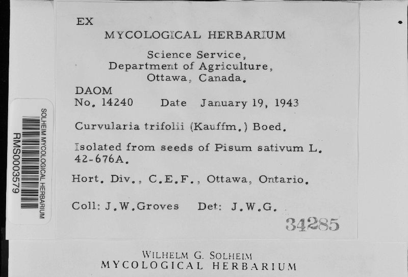 Curvularia trifolii image