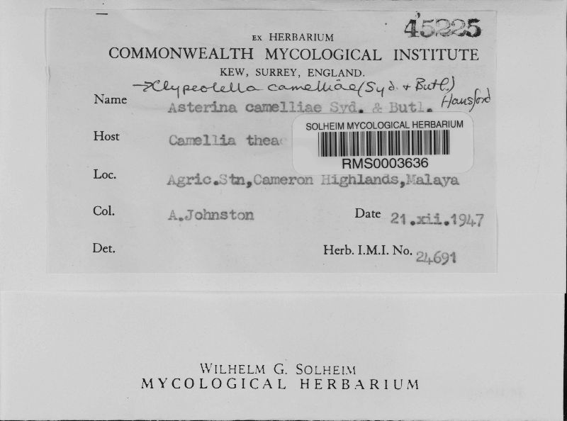 Clypeolella camelliae image