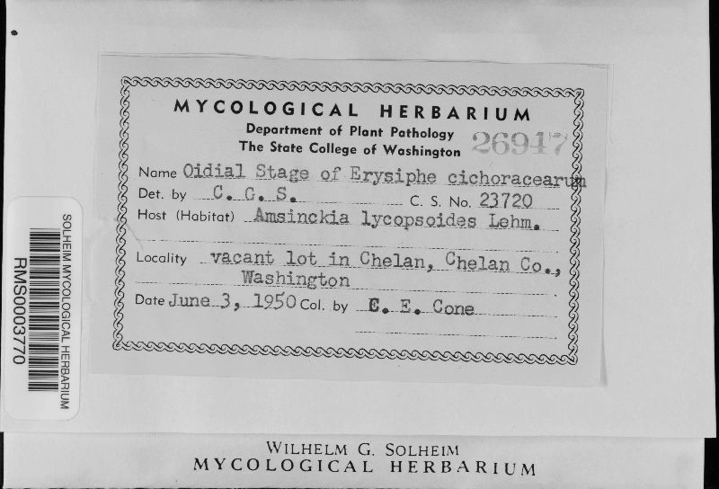 Erysiphe cichoracearum f. bardanae image