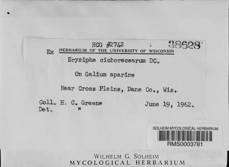 Erysiphe cichoracearum f. asteris image