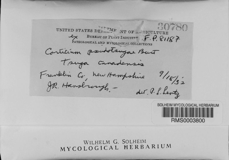 Aphanobasidium pseudotsugae image