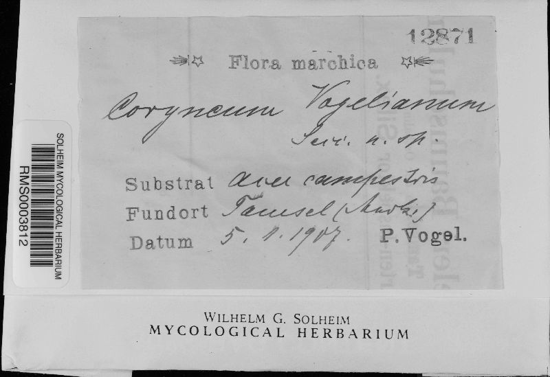 Coryneum vogelianum image