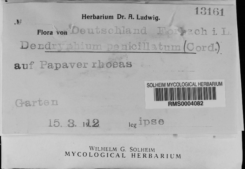 Crivellia papaveracea image