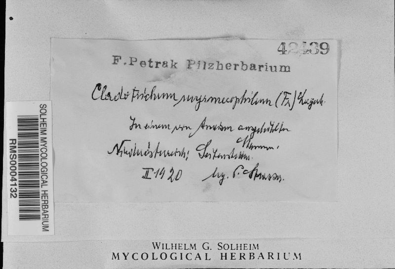 Ophiocordyceps forquignonii image
