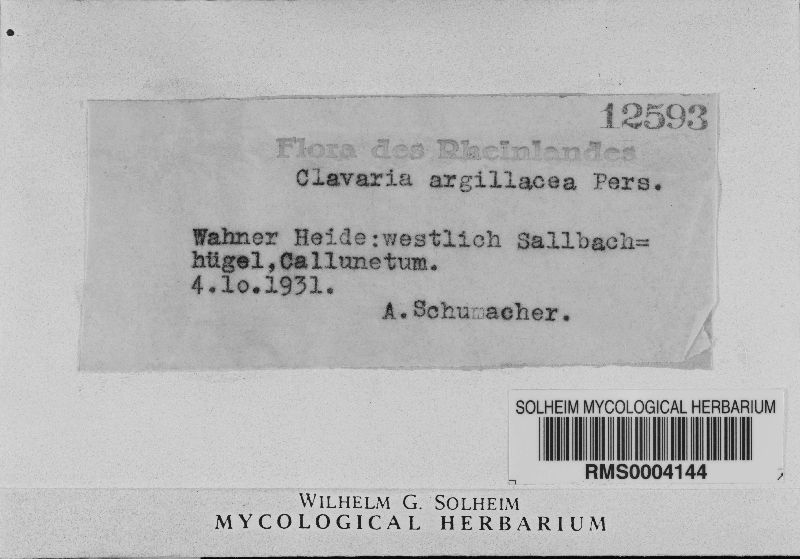 Clavaria argillacea image