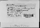 Melampsorella cerastii image