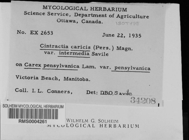 Cintractia caricis var. intermedia image