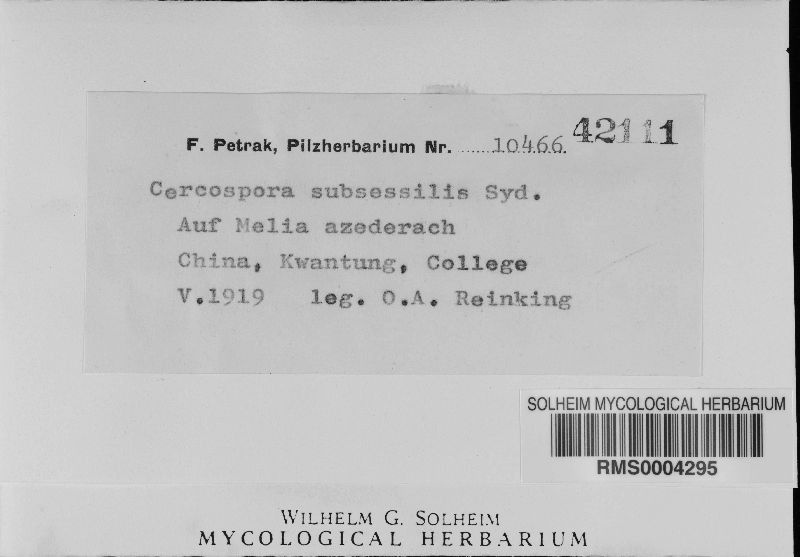 Pseudocercospora subsessilis image