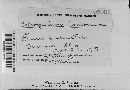 Coleosporium vernoniae image