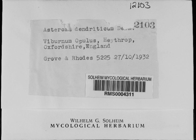Asteroma dendriticum image