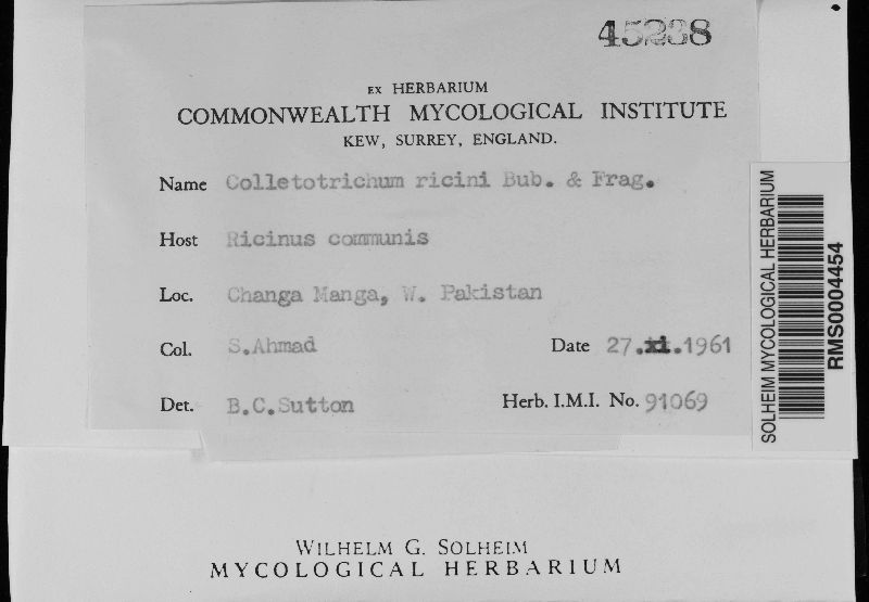 Colletotrichum ricini image